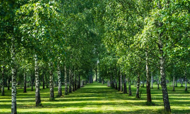 【世界遺産】スウェーデン・ストックホルムの「森の墓地」で心を清める